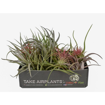 Visuel 1 du produit Tillandsia mix vert 7 cm