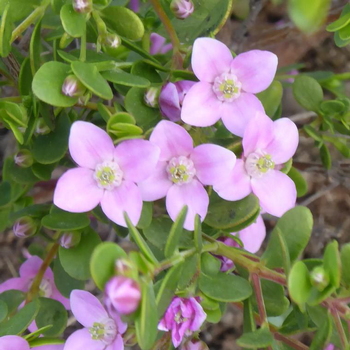 Visuel 1 du produit Boronia - Le pot de 14 cm