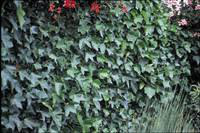 Visuel 1 du produit Lierre HELIX HIBERNICA. Le pot de 10 litres