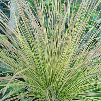 Visuel 1 du produit Calamagrostis - Le pot de 2 litres