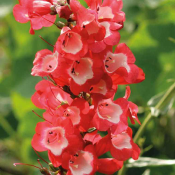 Visuel 1 du produit Penstemon rouge Gorge blanche - Le pot de 9 x 9 cm