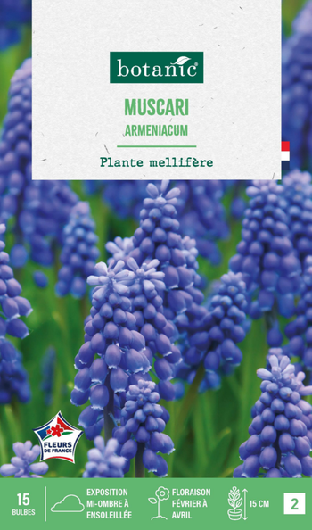 Visuel 1 du produit Muscari armeniacum botanic® - 15 bulbes