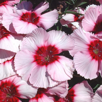 Visuel 1 du produit Oeillet de Chine - Le pot de 23 cm