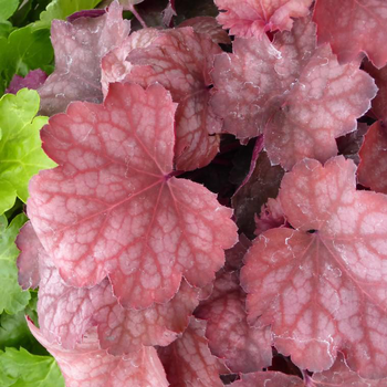 Visuel 1 du produit Heuchera 'Marmalade'® - Le pot de 2 litres