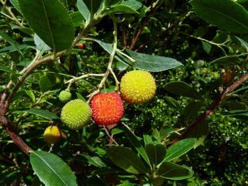 Visuel 1 du produit Arbousier Peace and Love. Le pot de 4 litres