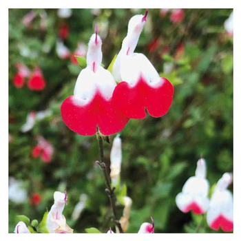 Visuel 1 du produit Sauge rouge et blanche Hot Lips - Le pot de 9 x 9 cm