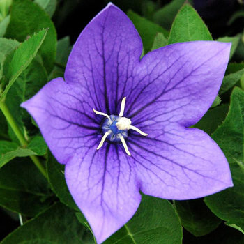 Visuel 1 du produit Platycodon Grandiflorus - Le pot de 2 litres