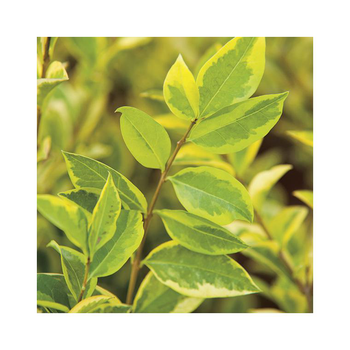 Visuel 1 du produit Troène de Californie doré Aureum jaune. Le pot de 7 litres