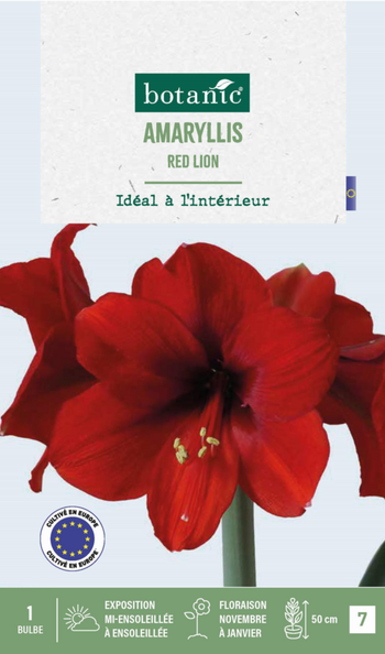 Visuel 1 du produit Amaryllis intérieur Red Lion botanic® - 1 bulbe