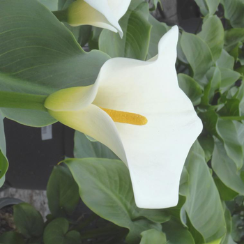 Visuel 1 du produit Arum à fleurs blanches - Le pot de 15 litres