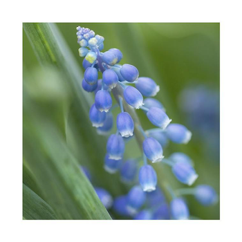 Visuel 1 du produit Muscari Blue Magic - Le pot de 1 litre