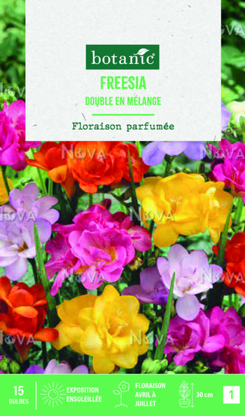 Visuel 1 du produit Bulbes de fleurs Freesia double mix botanic® - 15 bulbes