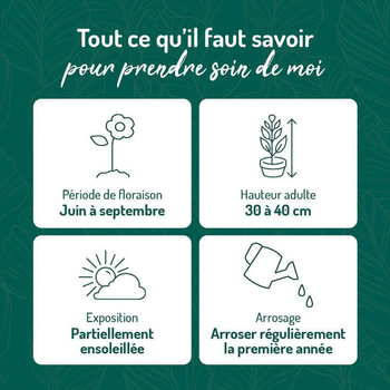 Visuel 1 du produit Rosier Tapissant - Le pot de 9 x 9 cm