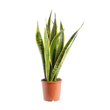 Visuel 1 du produit Sansevieria Trifasciata Laurentii pot Ø17/19xH60/80 cm