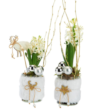 Visuel 1 du produit Jacinthe x 1 pot fourrure - Ø 8 cm