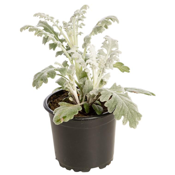 Visuel 1 du produit Cinéraire maritime - Le pot de 10,5 cm