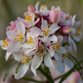 Visuel 1 du produit Choisya apple blossem