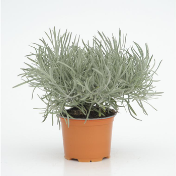 Visuel 1 du produit Helichrysum Thianschanicum - Le pot diam 12 cm