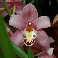 Visuel 1 du produit Orchidée Cymbidium 2 branches rose. Le pot de Ø 12 x H 65 cm