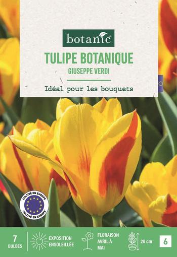 Visuel 1 du produit Tulipe kauf. Giuseppe verdi X7