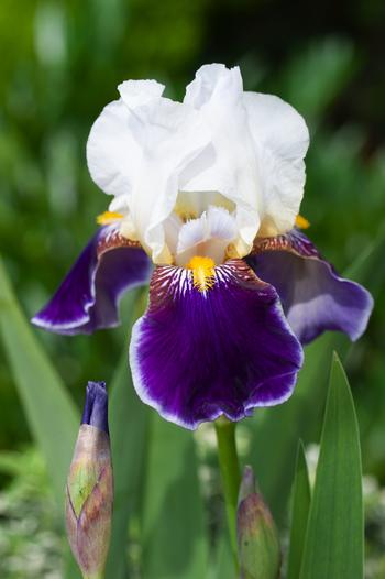 Visuel 1 du produit Iris des jardins ‘Wabash’ - Le pot de 2 litres