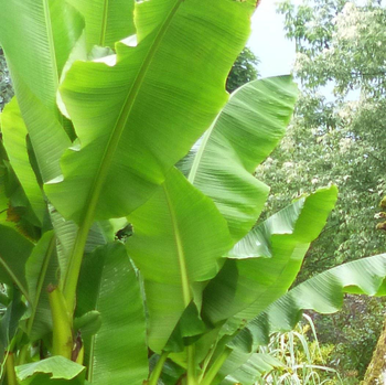 Visuel 1 du produit Bananier Vert 80/100. Le pot de 10 litres