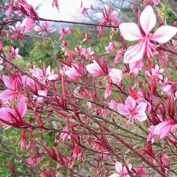 Visuel 1 du produit Gaura rose en pot de 2 L