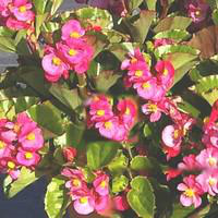 Visuel 1 du produit Bégonia Bégosur - Le pot de 10.5 cm