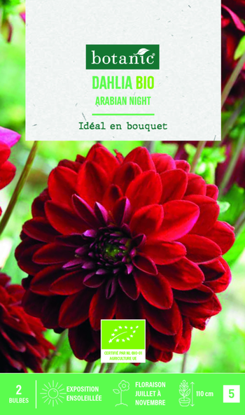 Visuel 1 du produit Bulbes de fleurs Dahlia décoratif Arabian night bio botanic® - 2 bulbes