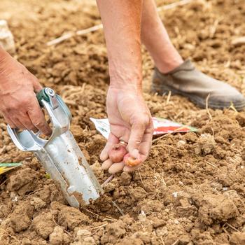 Visuel 2 du produit Cagette de bulbes de fleurs Dahlia décoratif nain en mélange botanic® – 5 bulbes