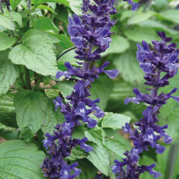 Visuel 1 du produit Sauge Mystic bleue - Le pot de 9 x 9 cm