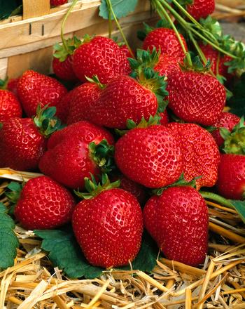 Visuel 1 du produit Fraisier bio non remontant Dream botanic®. La motte