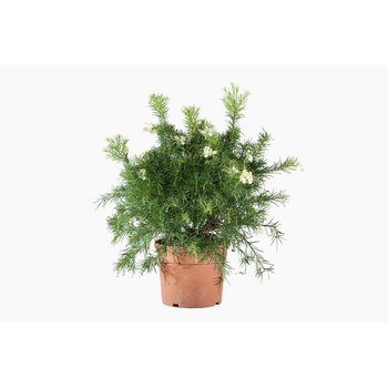 Visuel 1 du produit Grevillea Gracilis Alba coloris blanc. Le pot de 3 litres