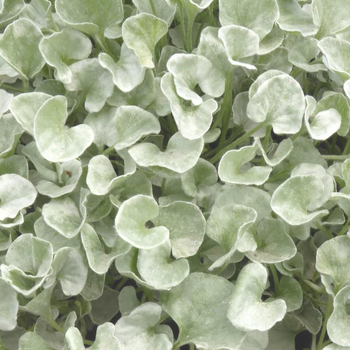 Visuel 1 du produit Dichondra Sylverfall - La suspension