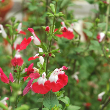 Visuel 1 du produit Salvia Microphylla 'Hot Lips' - Le pot de 2,5 litres