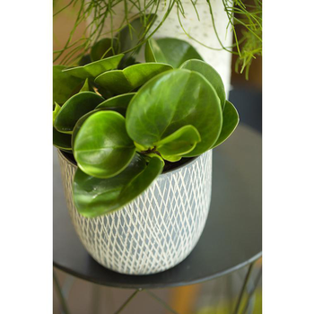 Visuel 1 du produit Orchidée Peperomia obtusifolia