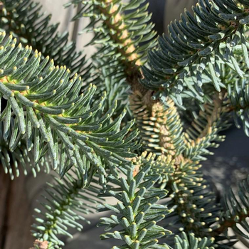 Visuel 1 du produit Sapin d'Espagne (Abies Pinsapo Aurea) 40/50. Le pot de 5 litres