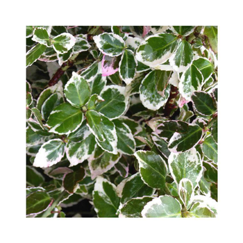 Visuel 1 du produit Fusain Emerald Gaiety vert. Le pot de 10 litres