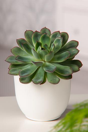 Visuel 1 du produit Echeveria Pellucida. Le pot de 4 litres