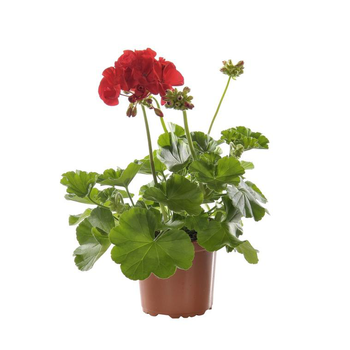 Visuel 1 du produit Géranium zonale extra. Le pot de 10,5 cm