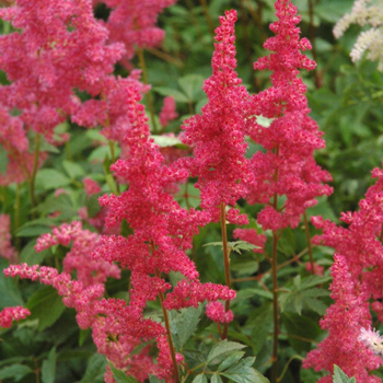 Visuel 1 du produit Astilbe Arendsii Cattleya (Rose). Le pot de 9x9 cm