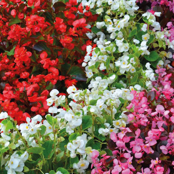 Visuel 1 du produit Begonia semperflorens - La barquette de 4 plants