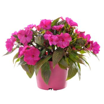 Visuel 1 du produit Impatiens de Nouvelle-Guinée Fleurs de France - en pot de Ø 14 cm