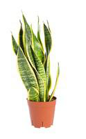 Visuel 1 du produit Sansevieria Trifasciata Laurentii pot Ø14xH55 cm