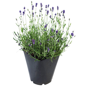 Visuel 1 du produit Lavande en pot de 3 litres
