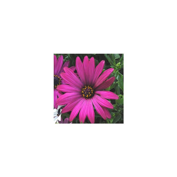 Visuel 1 du produit Ostéospermum dimorphothéca - Le pot de 1 litre