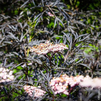 Visuel 1 du produit Sureau noir 'Black Lace'. Le pot de 3L