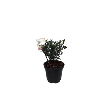 Visuel 1 du produit Houx Ilex Aquifolium Myrthifolia en pot de 2 L