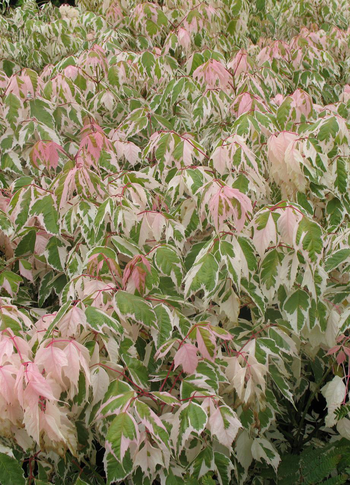 Visuel 1 du produit Érable à feuilles de frêne ‘Flamingo’ botanic® vert. Le pot de 10 litres