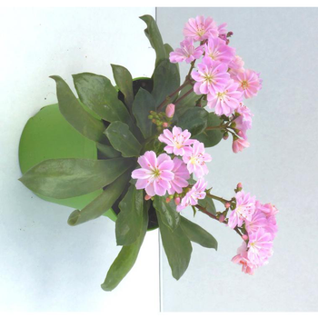 Visuel 1 du produit Lewisia Cotyledon - Le pot de 1 litre